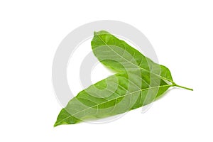 Mahogany leaf