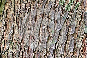 Mahogany Tree Bark Abstract
