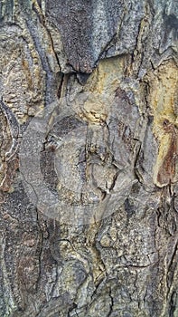 Mahogany tree bark