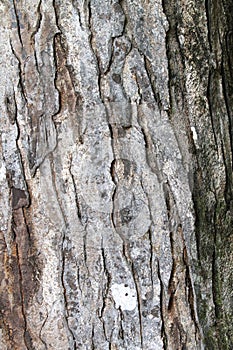 Mahogany Tree Bark
