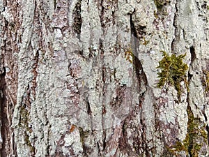 mahogany tree bark texture