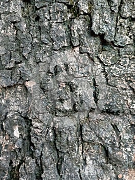 mahogany tree bark texture