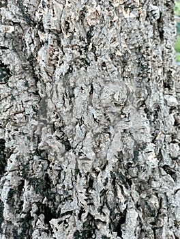 mahogany tree bark texture