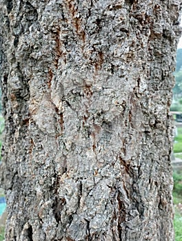 mahogany tree bark texture
