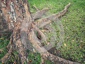 Mahogany tree roots