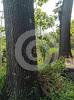 Mahogany tree trunk & x28;Swietenia macrophylla& x29; 1