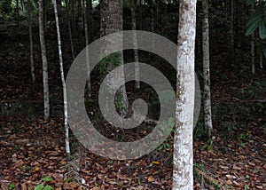 A Mahogany trunk with widespread roots in a Mahogany plantation