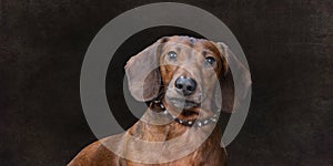 Mahogany Weiner Dog On Wide Brown Background With Copy Space