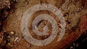 Mahogany wood texture with rough and irregular surface