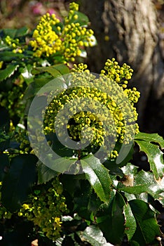Mahonia 02