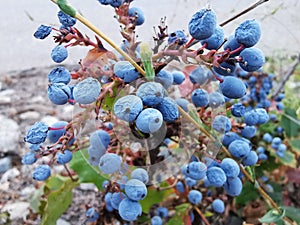 Mahonia aquifolium - berries