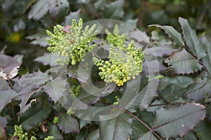 Mahonia aquifolium in bloom