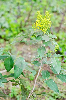 Mahonia aquifolium photo