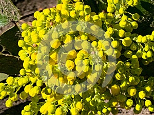 Mahonia aquifolium. Bright yellow flowers mahonia japonica bush