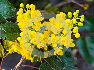 Mahonia aquifolium. Bright yellow flowers mahonia japonica bush