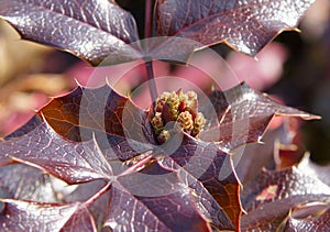 Mahonia aquifolium with buds