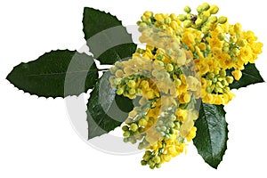 Mahonia aquifolium Flowers photo