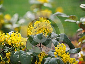 Mahonia aquifolium - Oregon grape