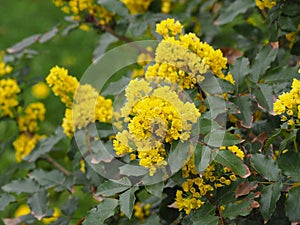 Mahonia aquifolium - Oregon grape