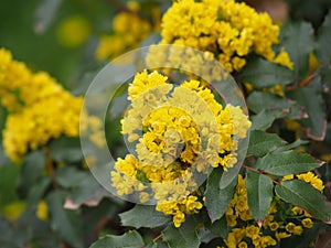 Mahonia aquifolium - Oregon grape