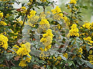 Mahonia aquifolium - Oregon grape