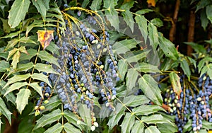 Mahonia aquifolium, Oregon grape berries in garden