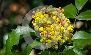 Mahonia aquifolium or Oregon grape blossom in spring garden. Soft selective focus of bright yellow flowers