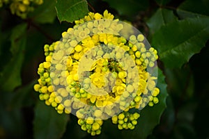 Mahonia aquifolium or Oregon grape blossom in spring garden. Soft selective focus of bright yellow flowers