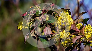 Mahonia aquifolium or Oregon grape blossom in spring garden. Soft selective focus of bright yellow flowers