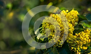 Mahonia aquifolium or Oregon grape blossom in spring garden. Soft selective focus of bright yellow flowers