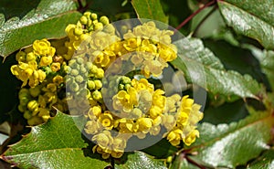 Mahonia aquifolium or Oregon grape blossom in spring garden. Soft selective focus of bright yellow flowers.