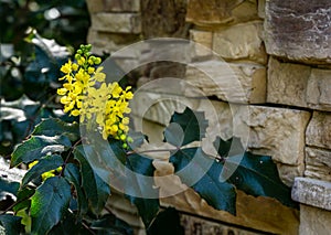 Mahonia aquifolium or Oregon grape blossom in spring garden. Soft selective focus of bright yellow flowers on stone wall backgroun