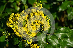 Mahonia aquifolium or Oregon grape blossom in spring garden. Soft selective focus of bright yellow flowers. Wonderful natural back