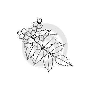Mahonia aquifolium or Oregon grape branch with berries and leaves black and white line drawing.