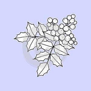 Mahonia aquifolium or Oregon grape branch with berries and leaves black and white line drawing.