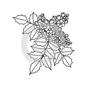 Mahonia aquifolium or Oregon grape branch with flowers and leaves black and white line drawing.