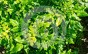 Mahonia aquifolium or Oregon grape bright green leaves in spring garden