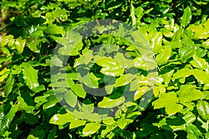 Mahonia aquifolium or Oregon grape bright green leaves in spring garden