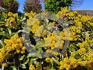 Mahonia aquifolium or the Oregon grape photo