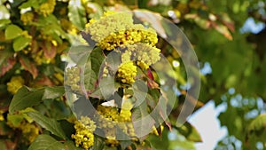 Mahonia aquifolium - Oregon grape flower