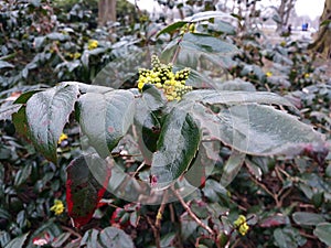 Mahonia Aquifolium Oregon grape flowering plant.