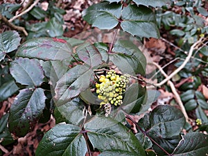 Mahonia Aquifolium Oregon grape flowering plant.