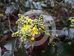 Mahonia Aquifolium Oregon grape flowering plant.