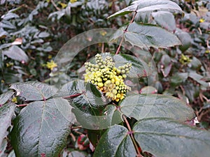 Mahonia Aquifolium Oregon grape flowering plant.