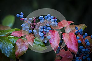 Mahonia aquifolium Oregon-grape or Oregon grape, blue fruits and green and red leaves in autumn