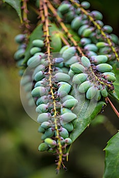 Mahonia aquifolium, the Oregon grape, plant in close-up view on