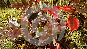 Mahonia aquifolium, the Oregon grape with red leaves. Slider shot