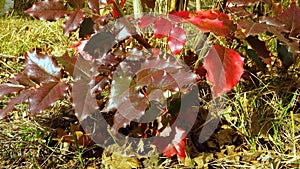 Mahonia aquifolium, the Oregon grape with red leaves. Slider shot