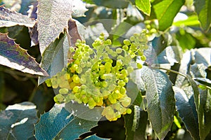 Mahonia aquifolium, Oregon-grape, wild flower