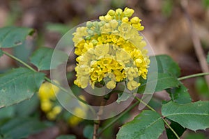 Mahonia aquifolium, oregon-grape  yellow flowers